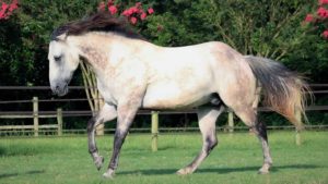 The Right Horse - Jane - Dak - Image1