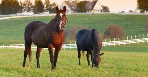 The Right Horse - Kentucky Horse Council