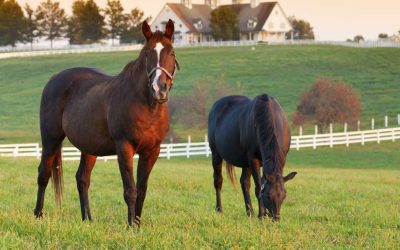 Kentucky Horse Council Announces February KENA Speaker