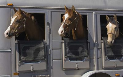 Maryland Horse Council Awarded Grant to Launch the Maryland Equine Transition Service