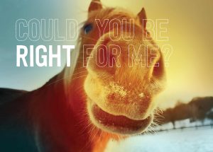TheRightHorse-CouldYouBeRightForMe