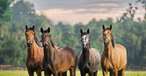 The Right Horse - Vet Advisory Board