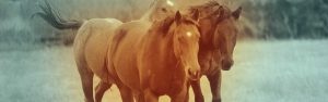 The Right Horse - Three Horses In Field