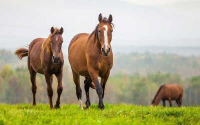 New Equine Welfare Data Collective Launching Project to Understand the Metrics of Horses in Transition