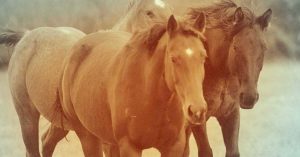 The Right Horse Initiative - Saddlebox - Facebook
