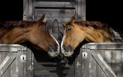 ASPCA Takes On The Right Horse Initiative to Increase Equine Adoption Efforts Nationwide
